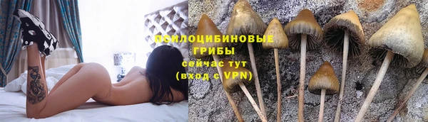 ГАЛЛЮЦИНОГЕННЫЕ ГРИБЫ Новозыбков